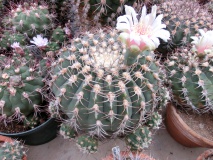 G. grandiflorum