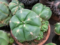 G. horstii