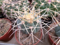 G. armatum