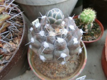 G. prochazkianum