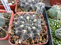 G. striglianum ssp otmari