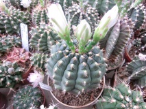 G. damsii v. tucavocaense