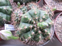 G. damsii v. rotundulum