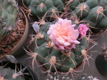 G. izozogsii