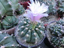 G. damsii v. Evae