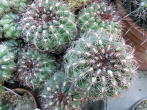 G. mezopotamicum