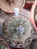 G.esperanzea CH 1419