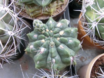 G. fischeri