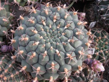 G. delaetii