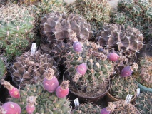 G. megatae