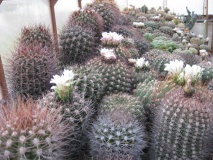 G. horidispinum + valnicekianum