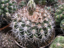 G. castellanosii