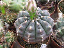 G. damsii v. tucavocaense