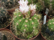 G. chacoense