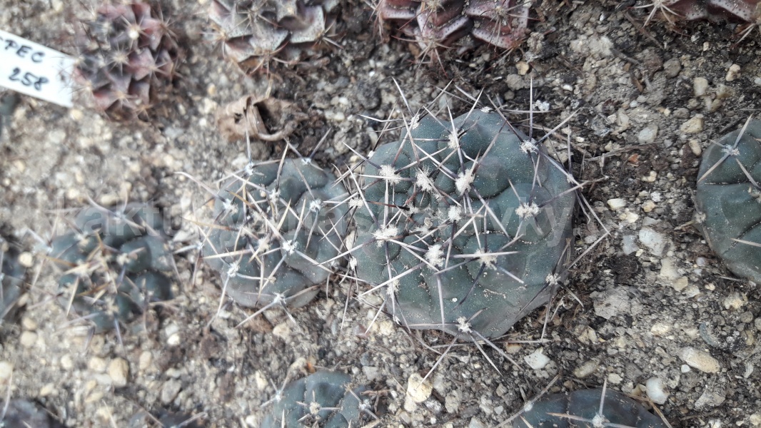 Gymnocalycium striglianum