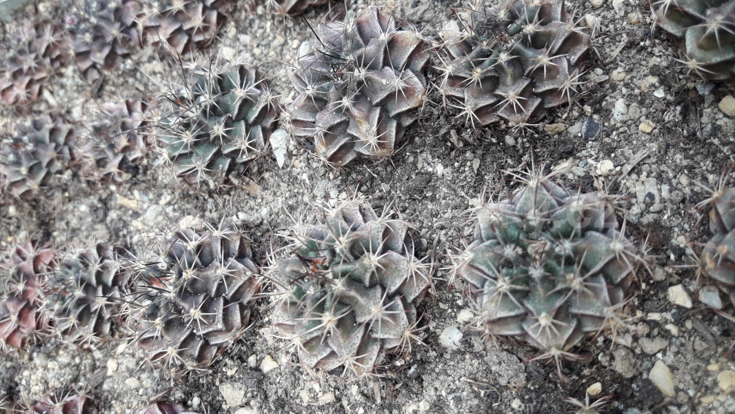 Gymnocalycium damsii