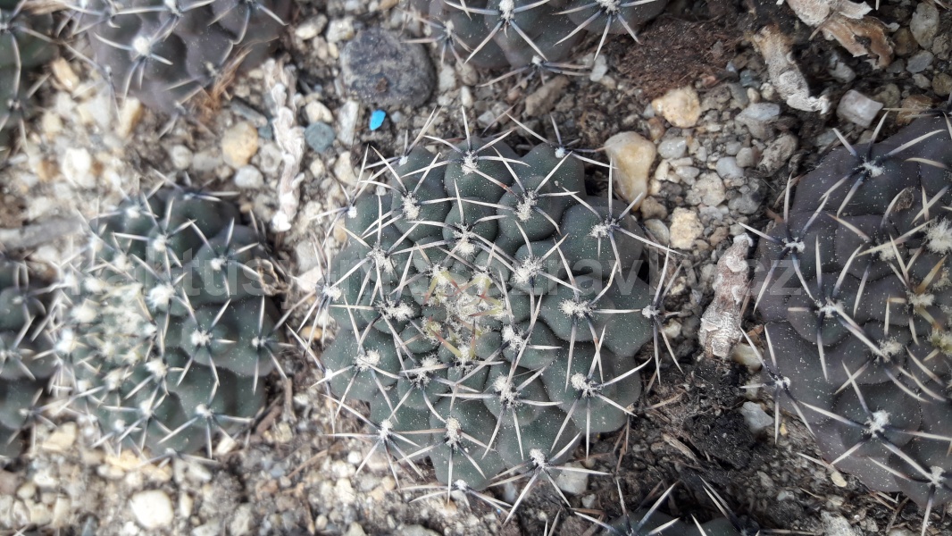 Gymnocalycium ocultum