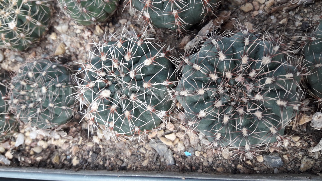Gymnocalycium erinaceum