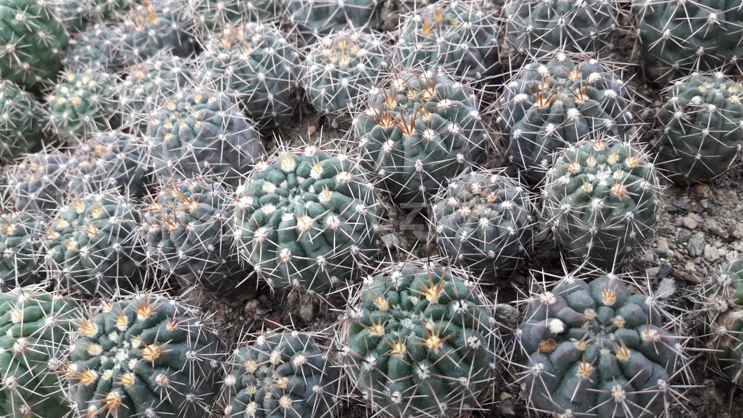 Gymnocalycium reductum