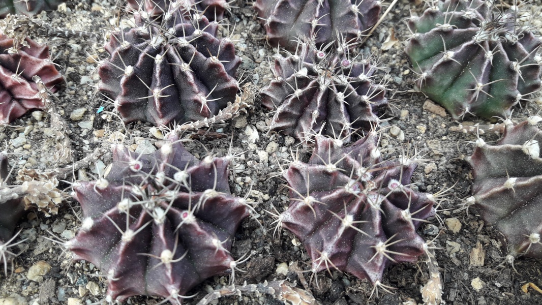 Gymnocalycium friedrichii