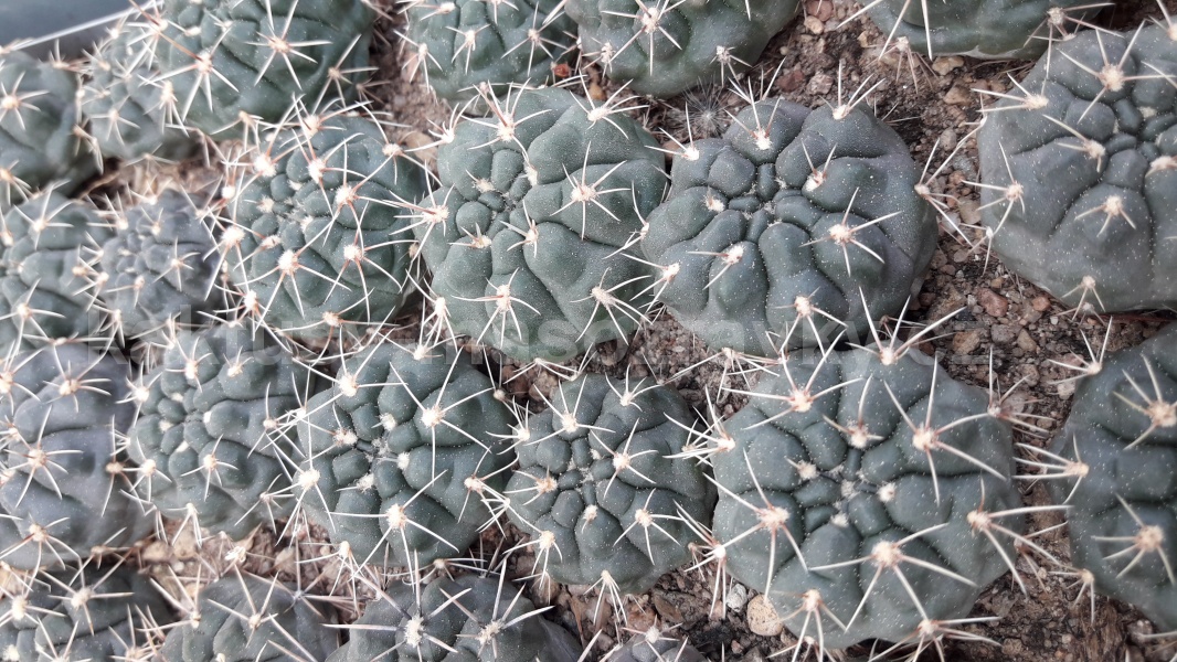 Gymnocalycium borthii