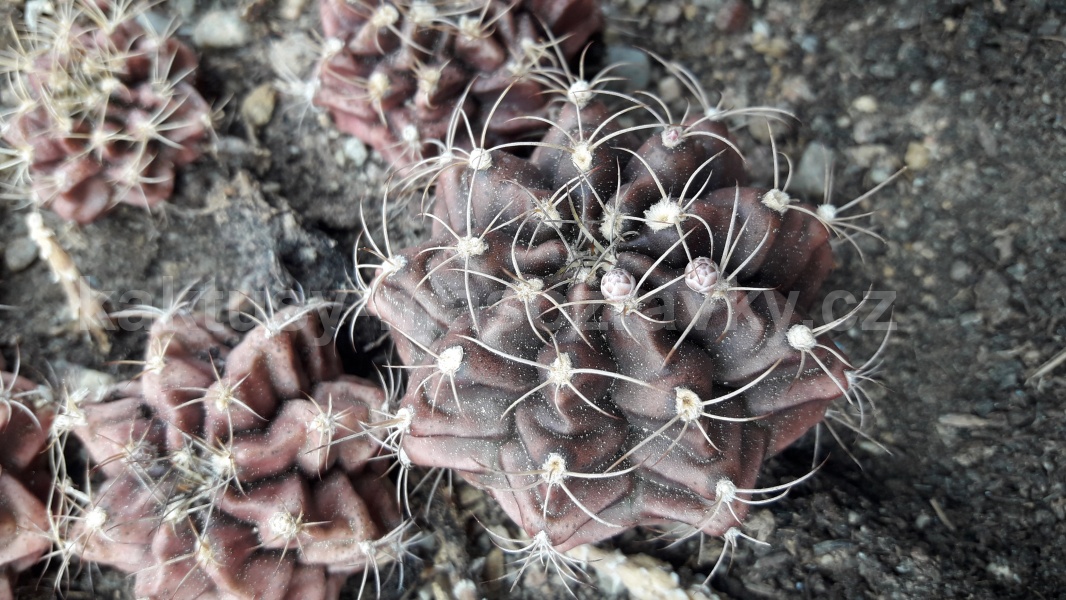 Gymnocalycium damsii v. torulosum