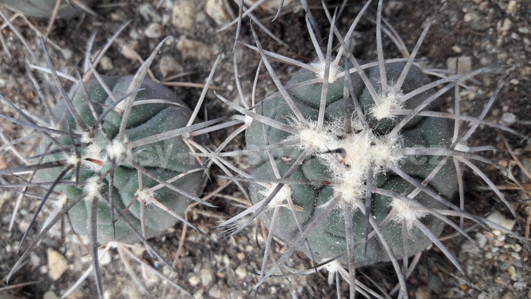 Gymnocalycium spegazzini major šuba st.