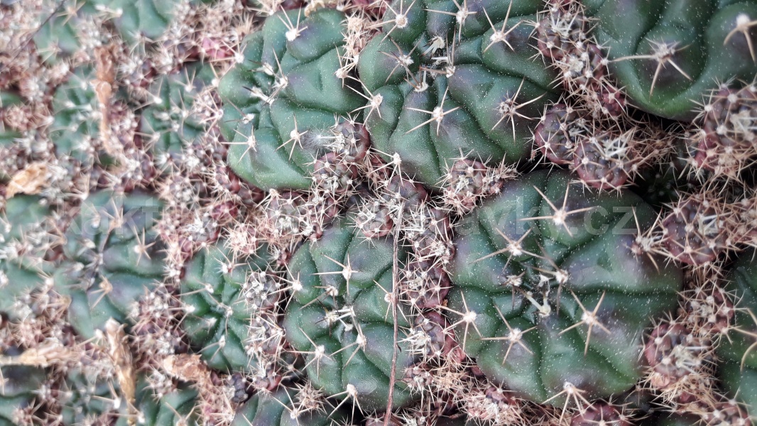 Gymnocalycium damsii v. tucavocaense