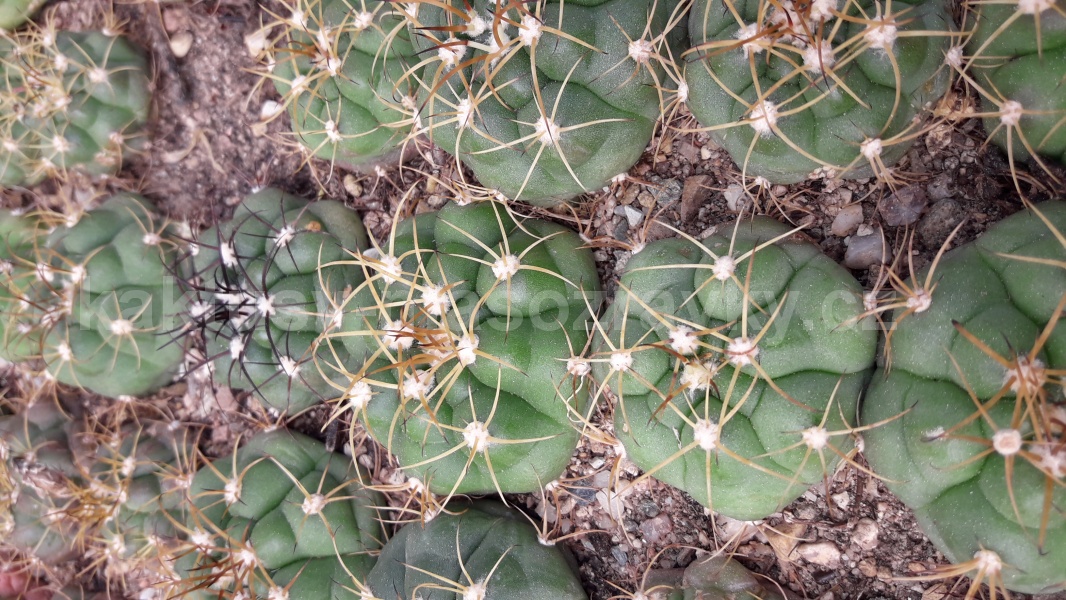 Gymnocalycium chiquitanum (žlutý trn)