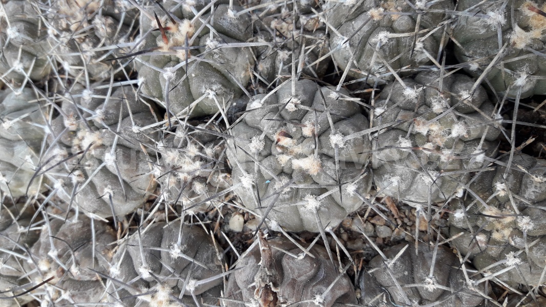 Gymnocalycium riojense guasayanense