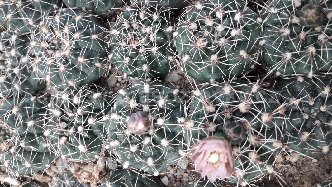 Gymnocalycium erinaceum paucisquamosum