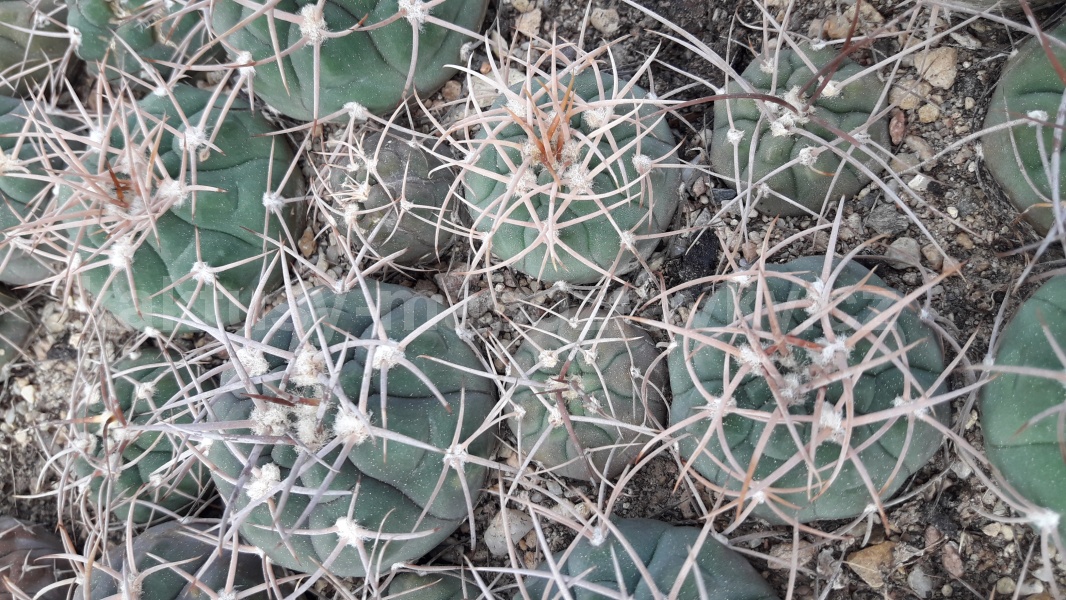 Gymnocalycium mazanense sensu Spurný