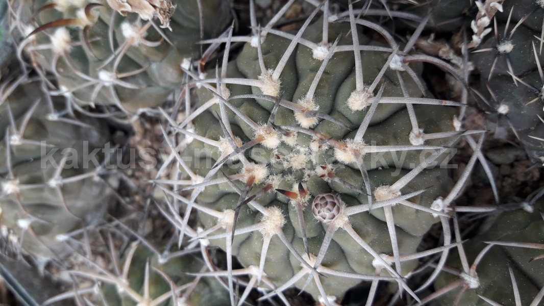 Gymnocalycium riojense