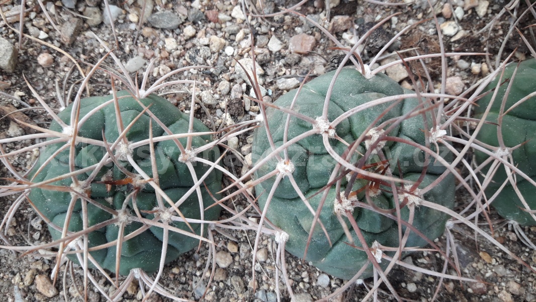 Gymnocalycium tillianum