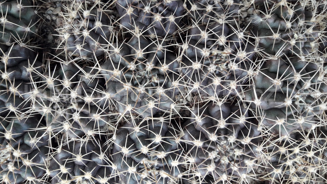 Gymnocalycium matoense
