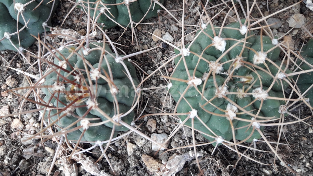 Gymnocalycium intermedium