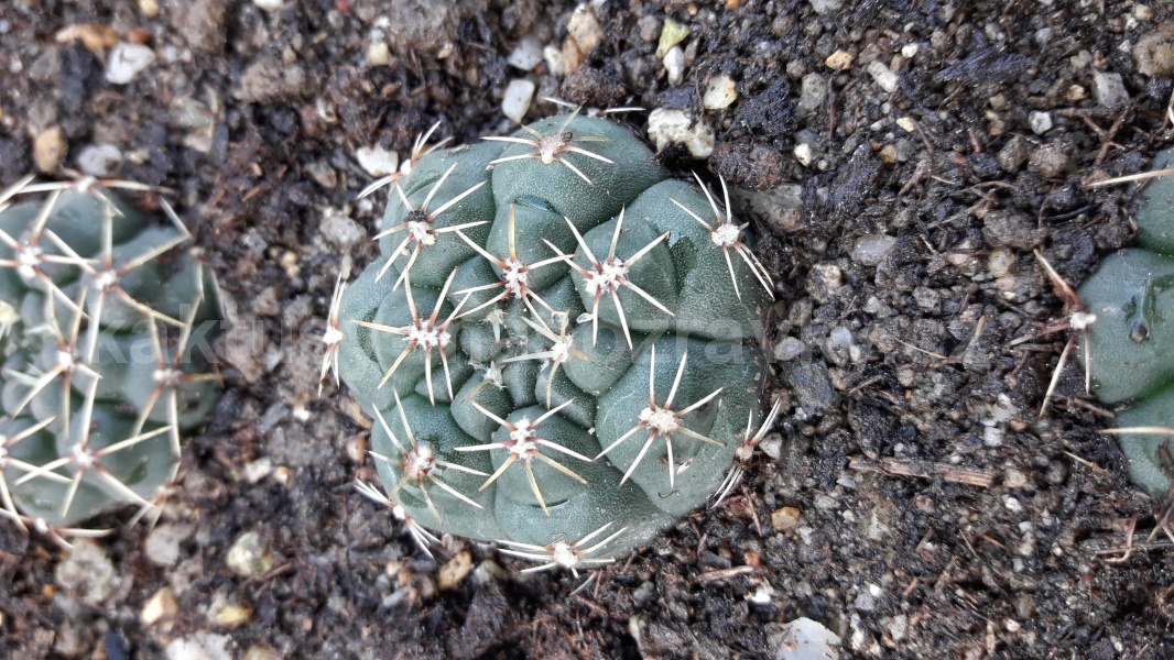Gymnocalycium schroederianum v. paucispinum