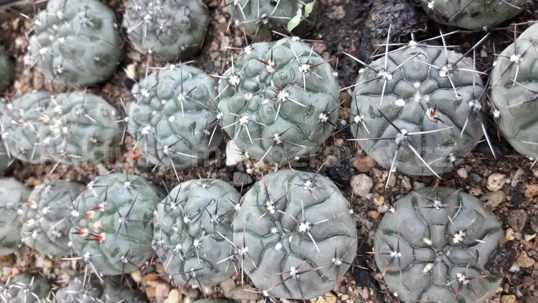 Gymnocalycium spec.