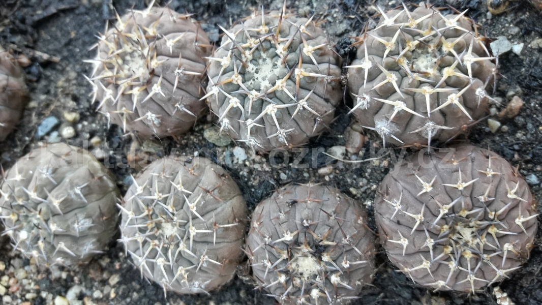 Gymnocalycium riojense v. sanjuanense