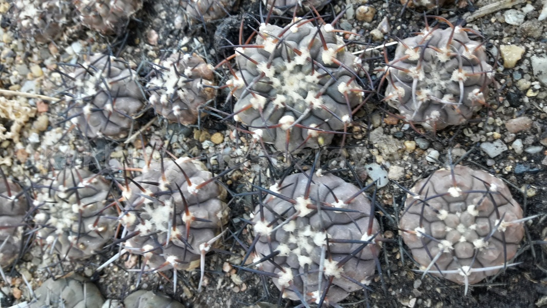 Gymnocalycium pilziorum