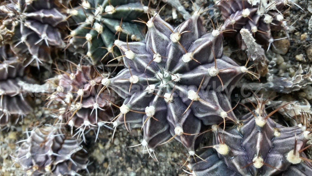 Gymnocalycium friedrichii sp. yredague Moser