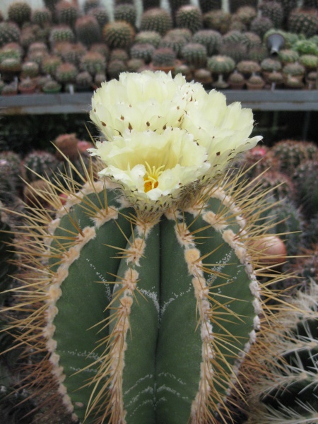 Astrophytum ornatum v. virens