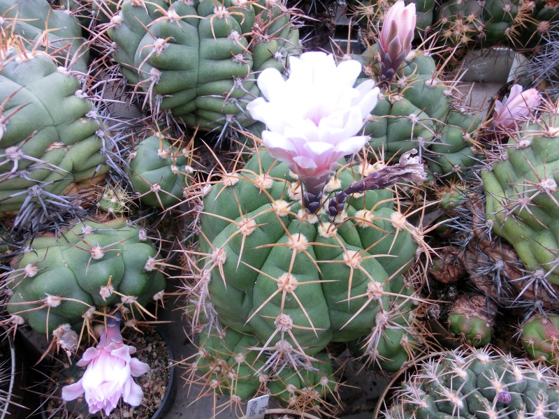 Gymnocalycium chiquitanum (žlutý trn)