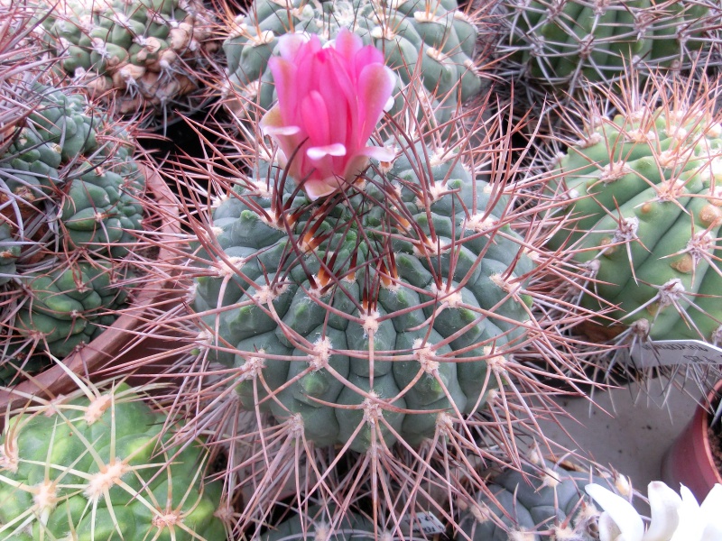Gymnocalycium tillianum