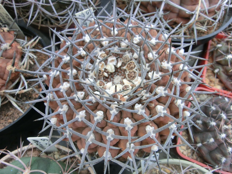 Gymnocalycium pilziorum