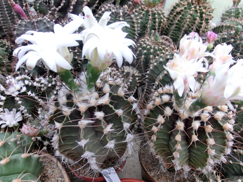 Gymnocalycium friedrichii