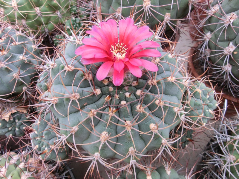 Gymnocalycium tillianum