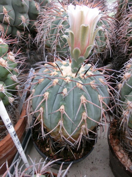 Gymnocalycium spegazzini major šuba st.