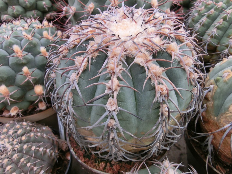 Gymnocalycium spegazzinii