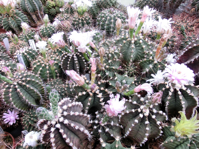 Gymnocalycium mihanovichii